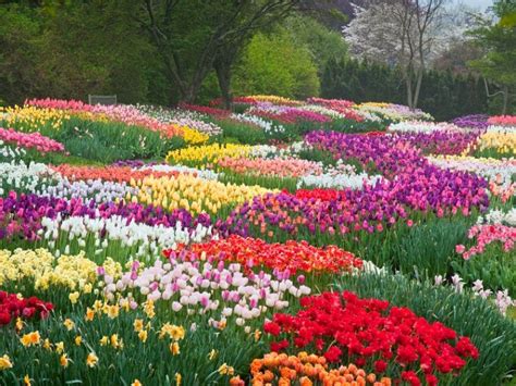 玉合公園裡的花開得比別處更美